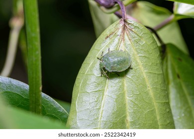 stink bug insect on a leaf 