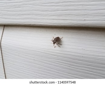 Stink Bug Insect On White House Siding