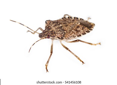 Stink Bug Isolated Over White