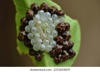 Stink bug. Just hatched stink bugs (Halyomorpha halys) are seen clustered around their empty egg shells on a green leaf.