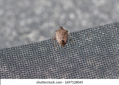 Stink Bug On Insect Net - Bug Plague In Summer
