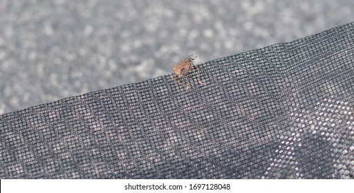 Stink Bug On Insect Net - Bug Plague In Summer
