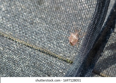 Stink Bug On Insect Net - Bug Plague In Summer
