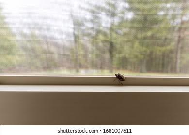 A Stink Bug On The Inside Of A Window In A Home In The Wilderness. The Mamorated Brown Stink Bug Invaded The United States In The Mid 1990's.