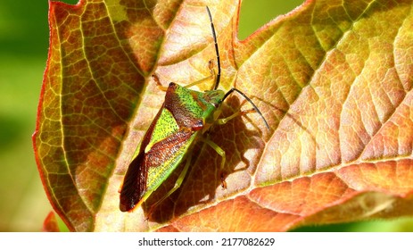 Stink bug on a leaf