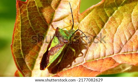 Stink bug on a leaf
