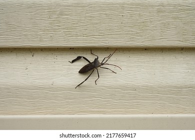 Stink Bug On The Side Of A House.                               