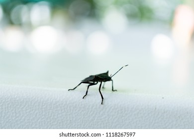Stink bug on the table