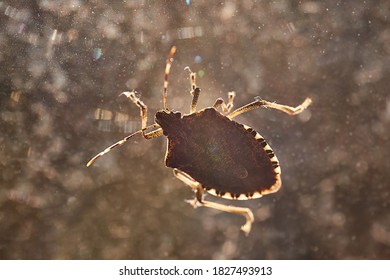 Stink Bug On A Window Glass Surface In Sunlight