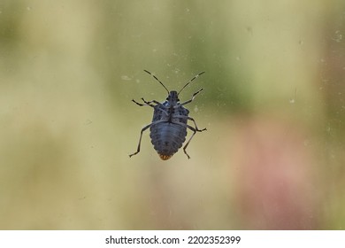 Stink Bug On A Window Glass Surface In Sunlight