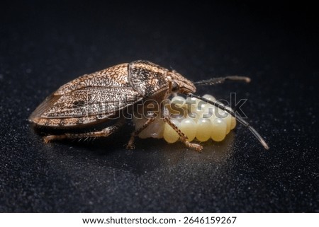 Stink Bug Protecting Eggs, Side View Macro