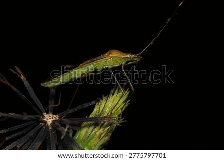 Stink bug or rice bug crawling on a weed with dark background