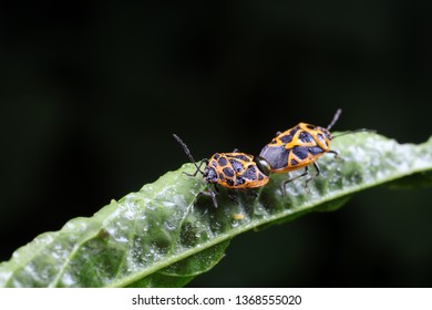 Stink Bugs Mating Stock Photo 1368555020 | Shutterstock