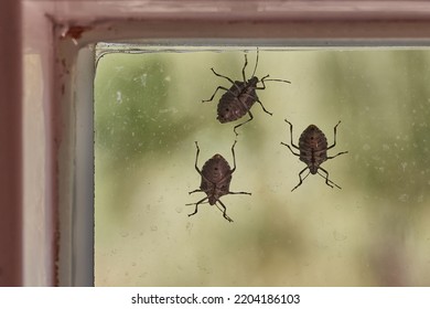 Stink Bugs On A Window Glass Surface In Sunlight