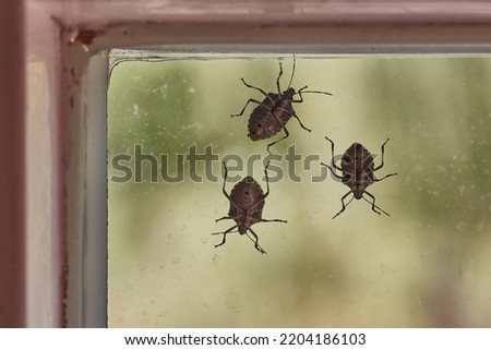 Stink bugs on a window glass surface in sunlight