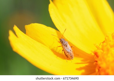 stinkbug