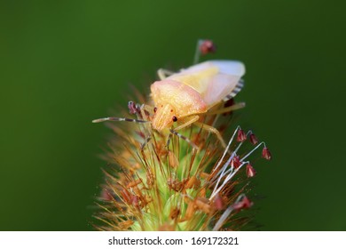 stinkbug larvae on green leaf in the wild natural state 