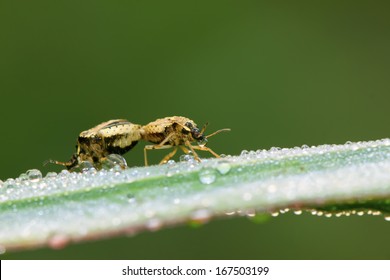 stinkbug mating on green leaf in the wild