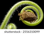 stinkbug nymph in the wild state 