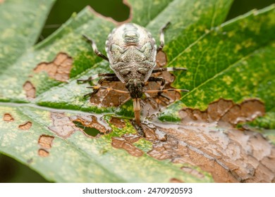stinkbug nymph in the wild state 