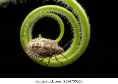stinkbug nymph in the wild state 