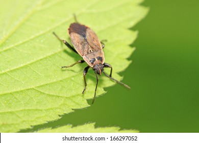 stinkbug on green leaf in the wild