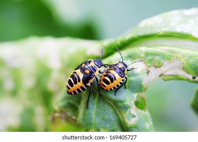 stinkbug on green leaf in the wild natural state 