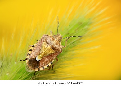 stinkbug on green leaf in the wild