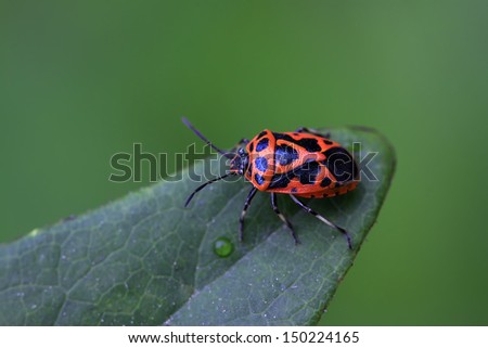 willow leaf beetle Nature