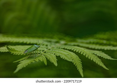 Stinkbug On An Ostrich Fern