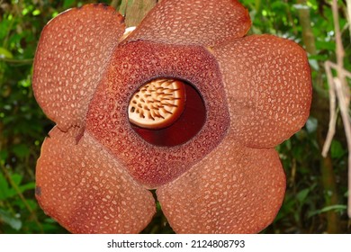 Stinking Corpse Lily (Rafflesia Arnoldii), Native To Sumatra And Borneo Islands, South-east Asia.