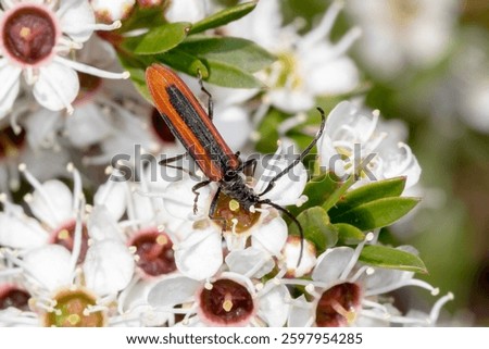 Stinking Longicorn (Stenoderus suturalis) Feeding on Flowers