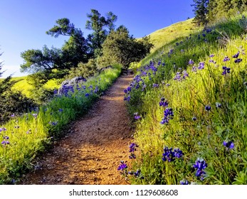 Stinson Beach Trail