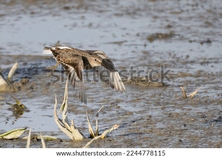 Temminck’s Stint is small migratory bird