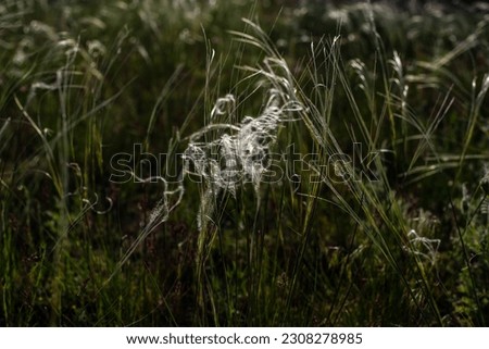 Stipa borysthenica. Stipa is a genus of around 300 large perennial hermaphroditic grasses collectively known as feather grass, needle grass, and spear grass.