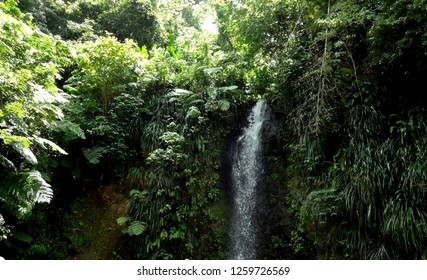 St.Lucia Waterfall Rain Forrest