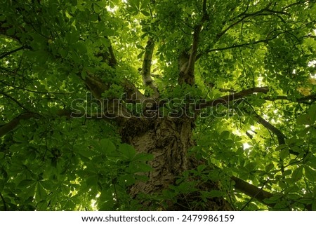 Similar – Image, Stock Photo Chestnut tree as bonsai