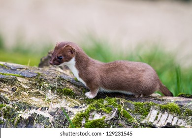 Stoat Hunting