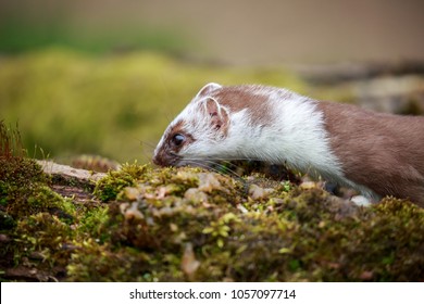 The Stoat, Also Known As The Short-tailed Weasel Or Simply The Weasel In Ireland Where The Least Weasel Does Not Occur.