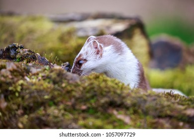 The Stoat, Also Known As The Short-tailed Weasel Or Simply The Weasel In Ireland Where The Least Weasel Does Not Occur.