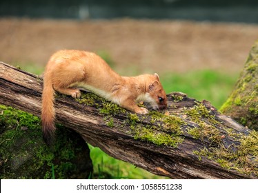 The Stoat, Also Known As The Short-tailed Weasel Or Simply The Weasel In Ireland Where The Least Weasel Does Not Occur, Is A Mammal Of The Genus Mustela Of The Family Mustelidae.