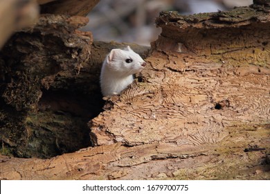 The Stoat (Mustela Erminea), Also Known As The Ermine, Short-tailed Weasel Or Simply The Weasel In Ireland Where The Least Weasel Does Not Live, Is A Mammal Of The Genus Mustela Of The Family Mustelid