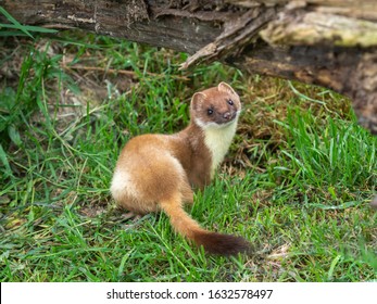 Stoat (mustela Erminea) On Grass Bank