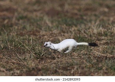 Mustela Images, Stock Photos & Vectors | Shutterstock