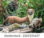 Stoat Peering over a Grass Bank