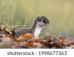 stoat, short-tailed weasel (Mustela erminea), ermine male isolated on ground