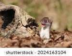 The stoat or short-tailed weasel Mustela erminea, also known as the Eurasian ermine, Beringian ermine, or simply just ermine, mustelid native to Eurasia