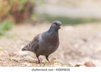 Stock Dove