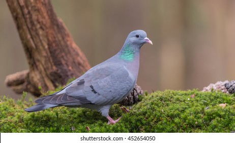 Stock Dove