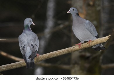 Stock Dove